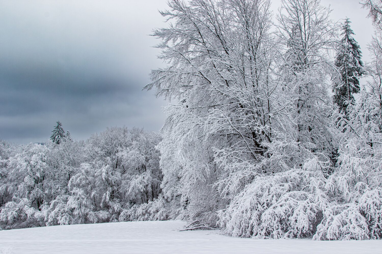 A detailed wide landscape photo showing snow covered deciduous trees and frosty forest edge along white field under dark dramatic overcast winter sky
