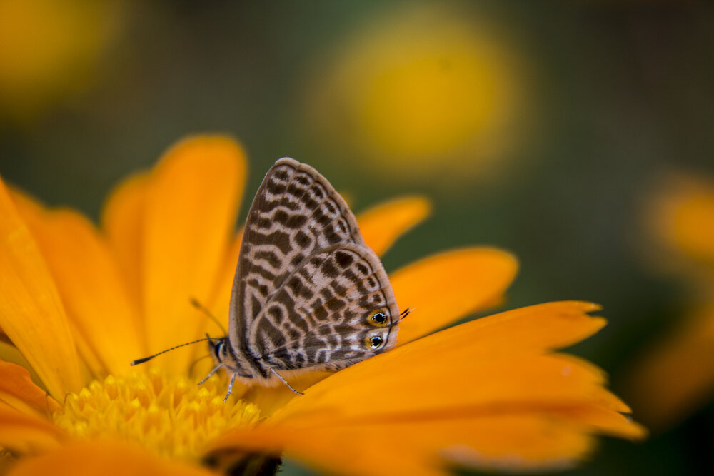 A butterfly on a bed of marigolds