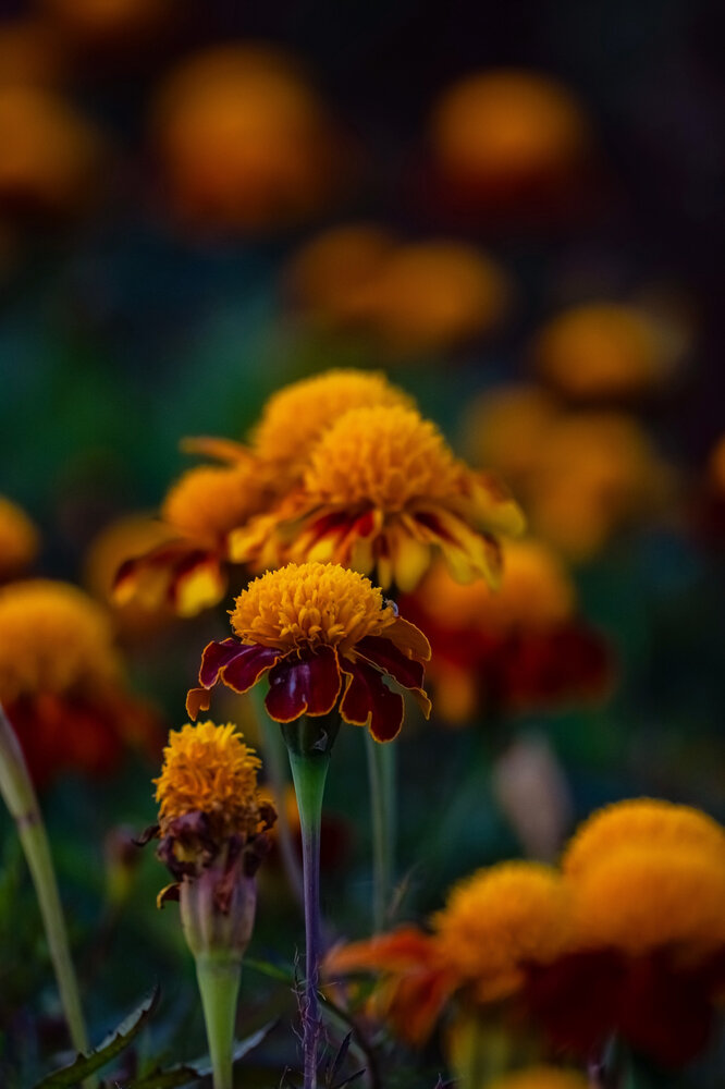 Photograph by Елизавета Нефедова