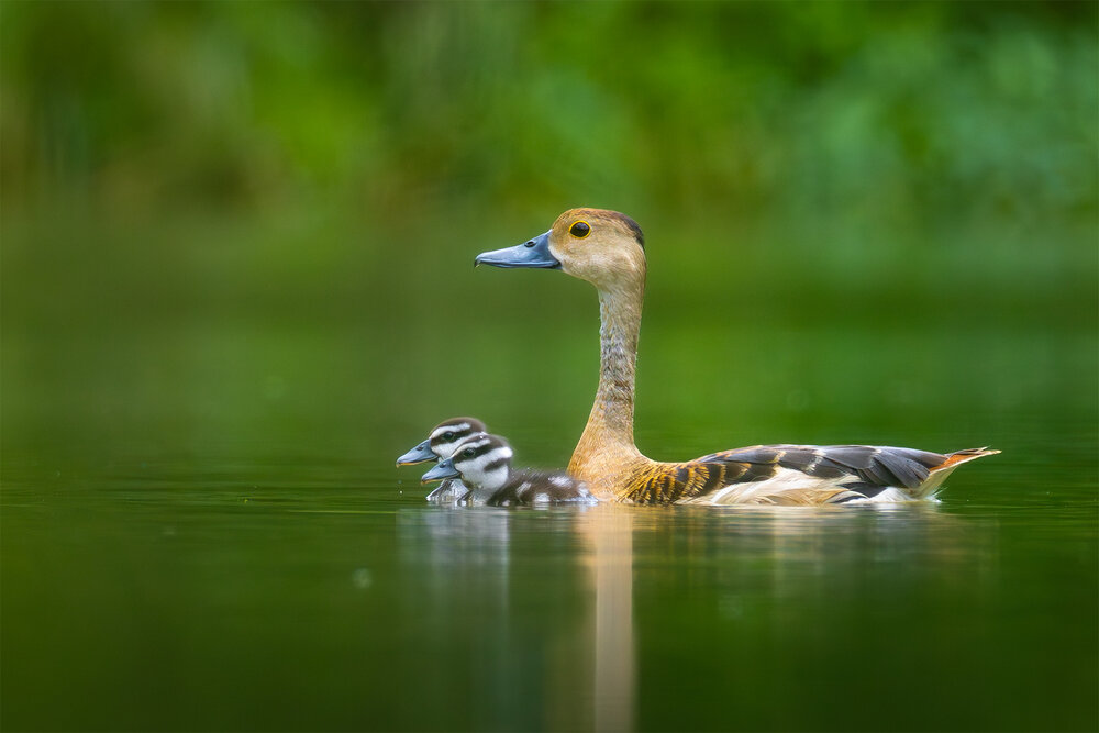 Photograph by Aritra Nath