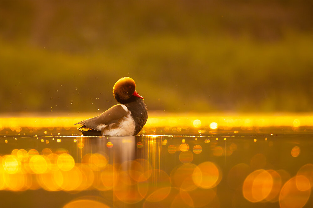 Photograph by Aritra Nath