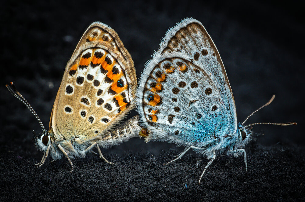 Photograph by Davide Faravelli