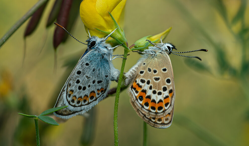 Photograph by Davide Faravelli