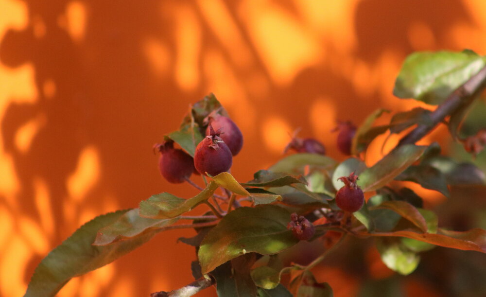 Photograph by Наталья Половая