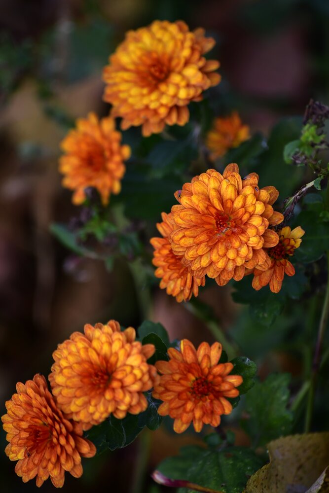 Photograph by Elena Mironova