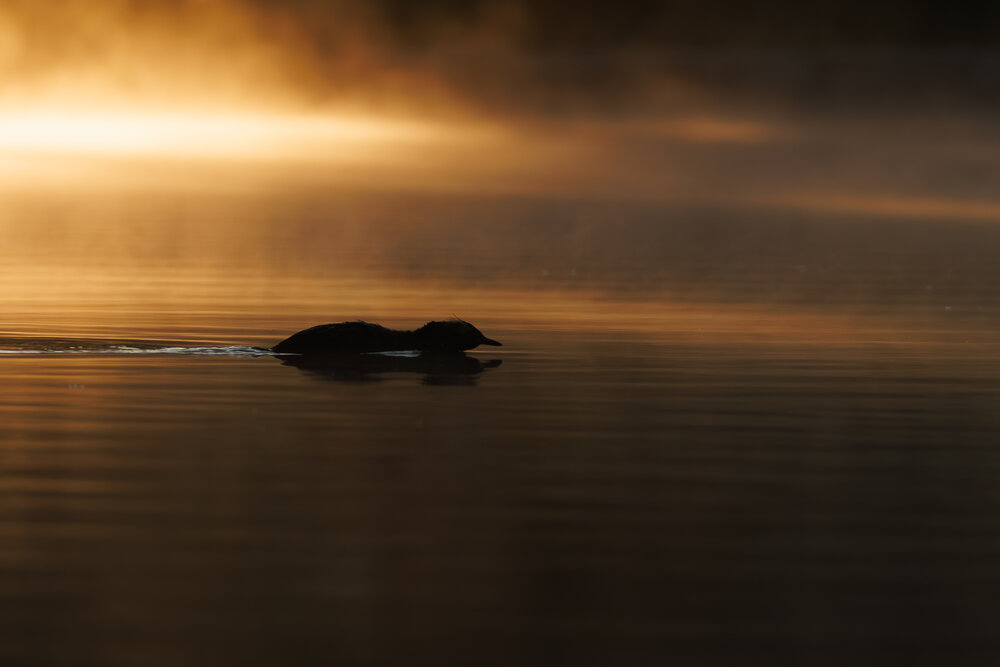 Photograph by Вера Машина