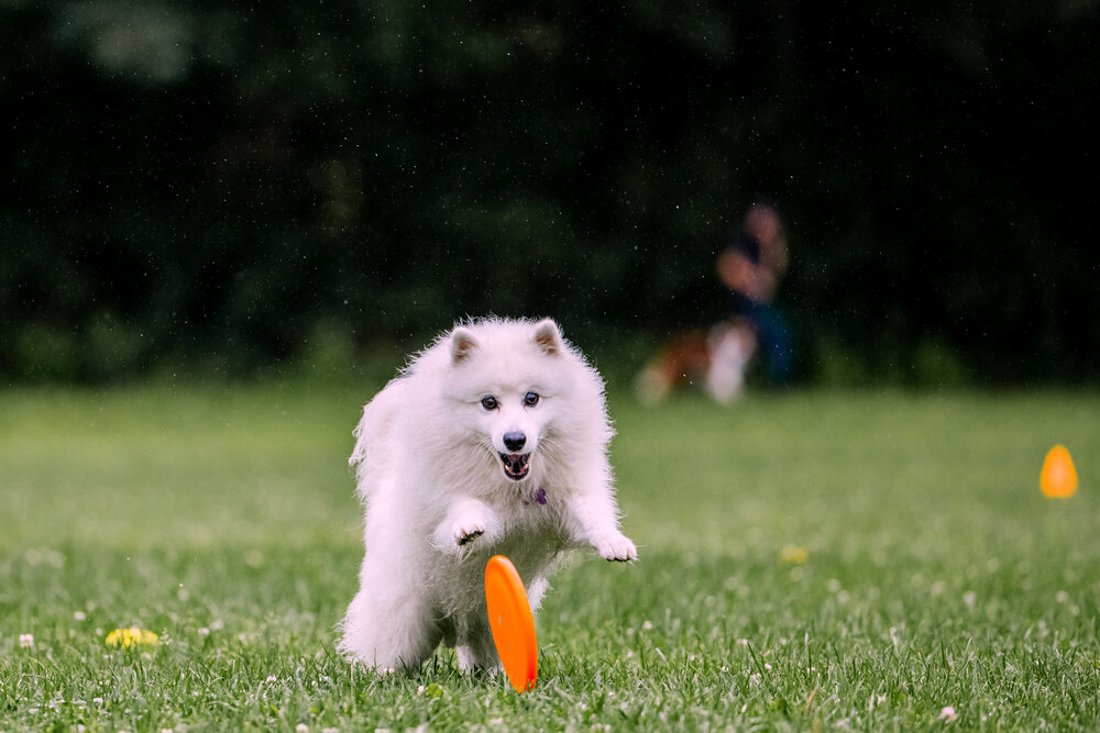 Photo #13987495