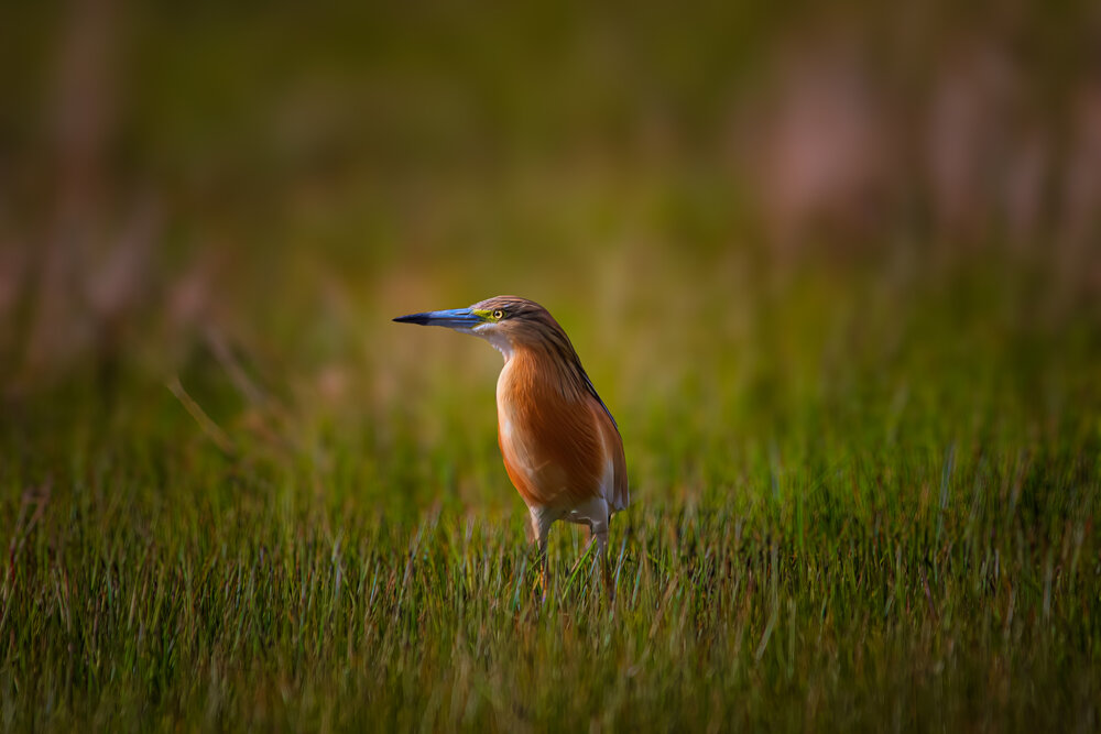 Photograph by Mehdi Reihani