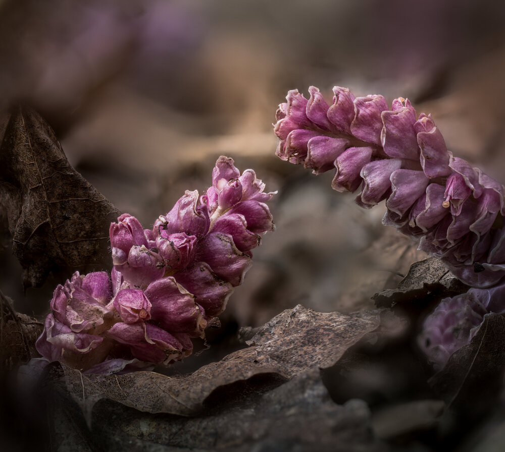 Photograph by guntis zebergs