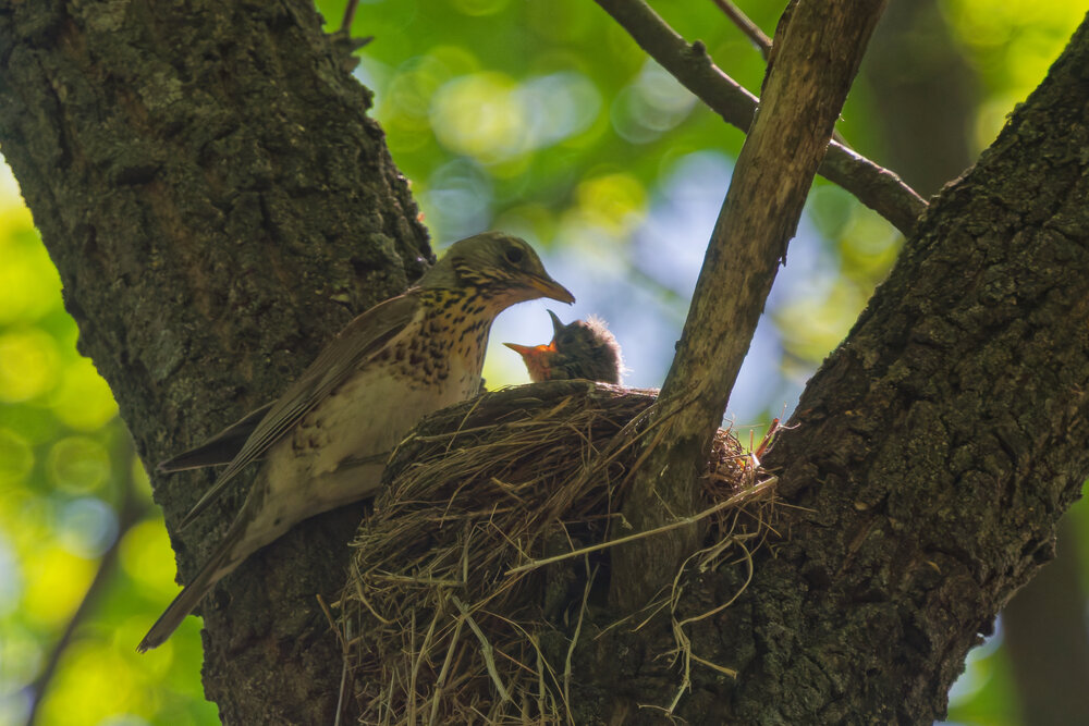 Photograph by Алексей Волжский