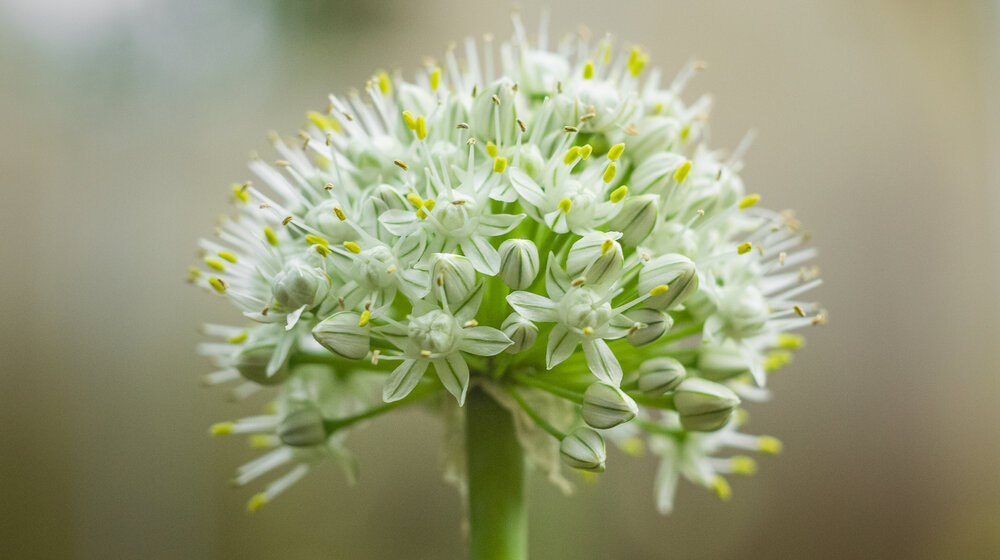 Small Onion Flowers in an inflorescence