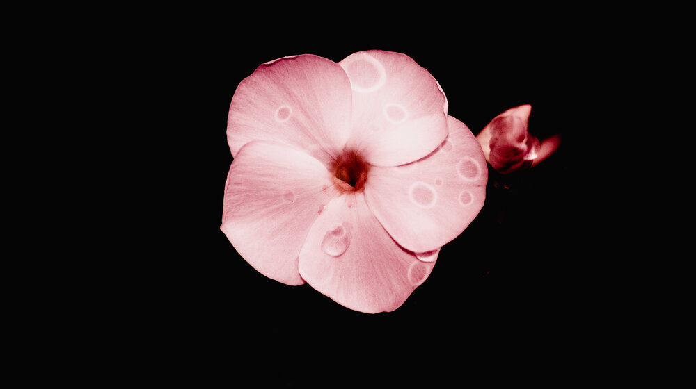 Single Phlox flower on a dark background