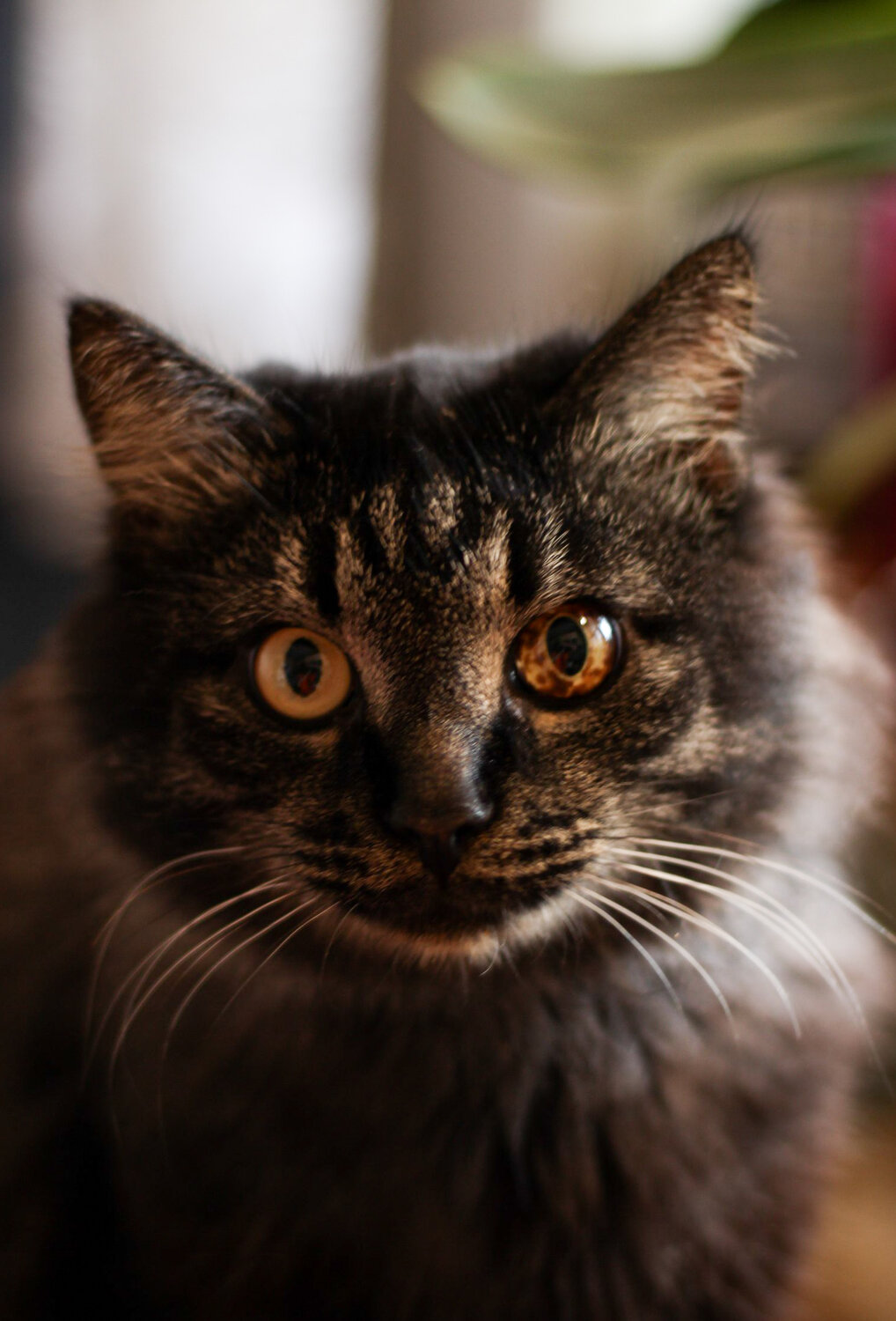 Photo #13988161