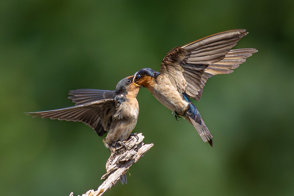 Pacific Swallow feeding