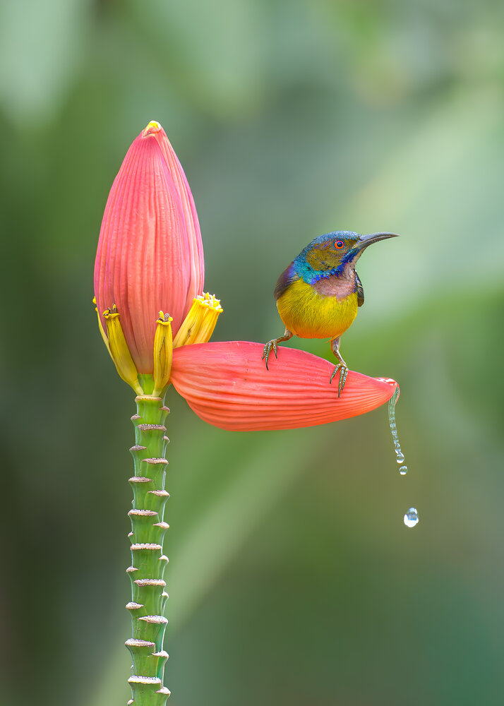 The Jewel on the Bloom