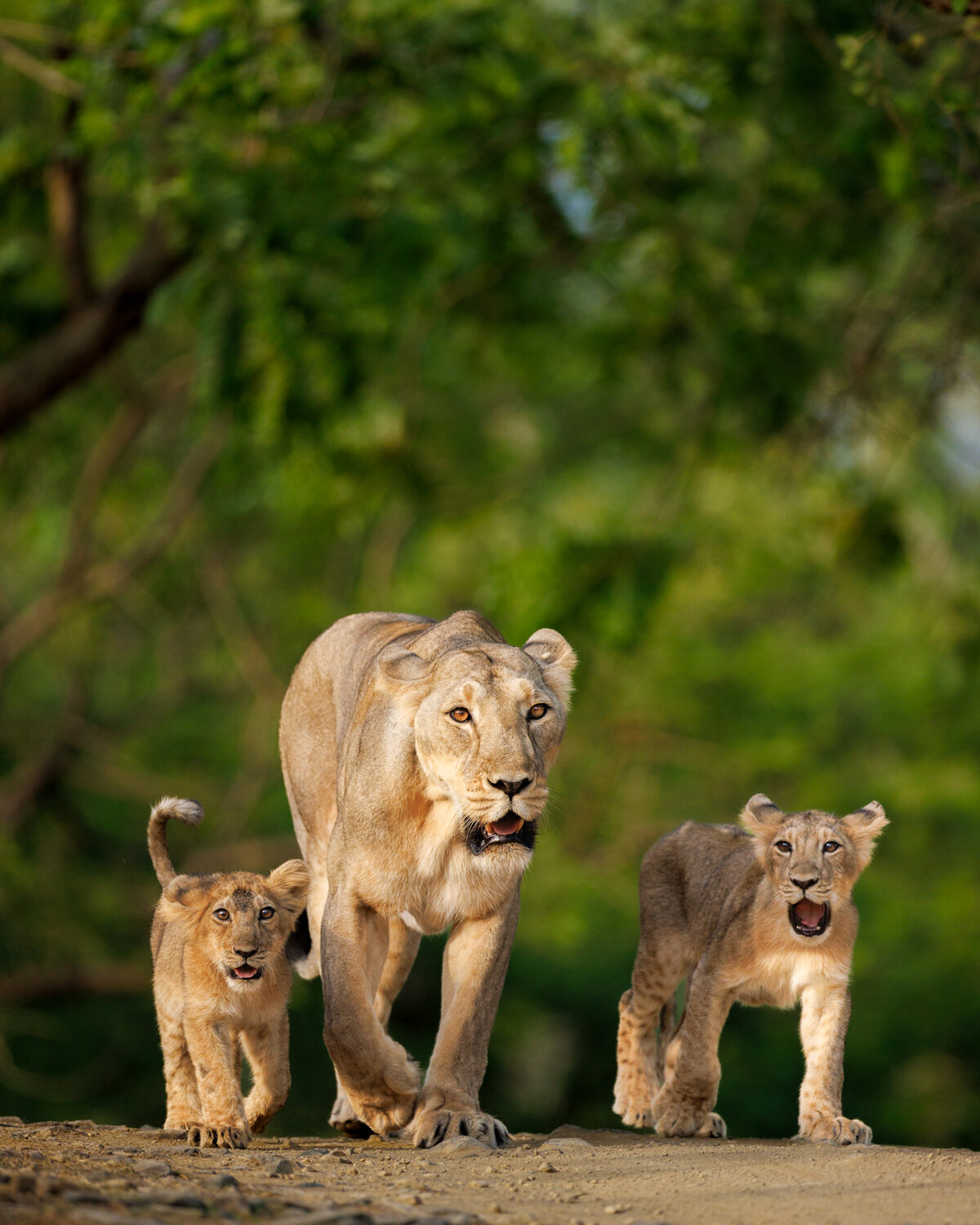 Photo #13988597