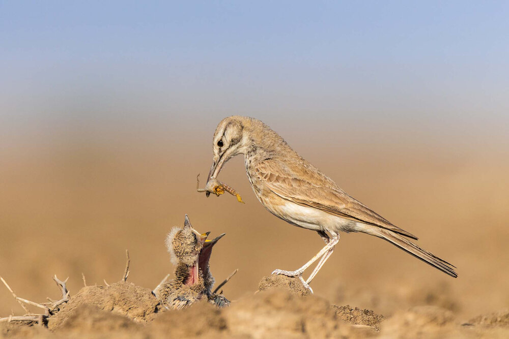 Photograph by Ronak Joshi