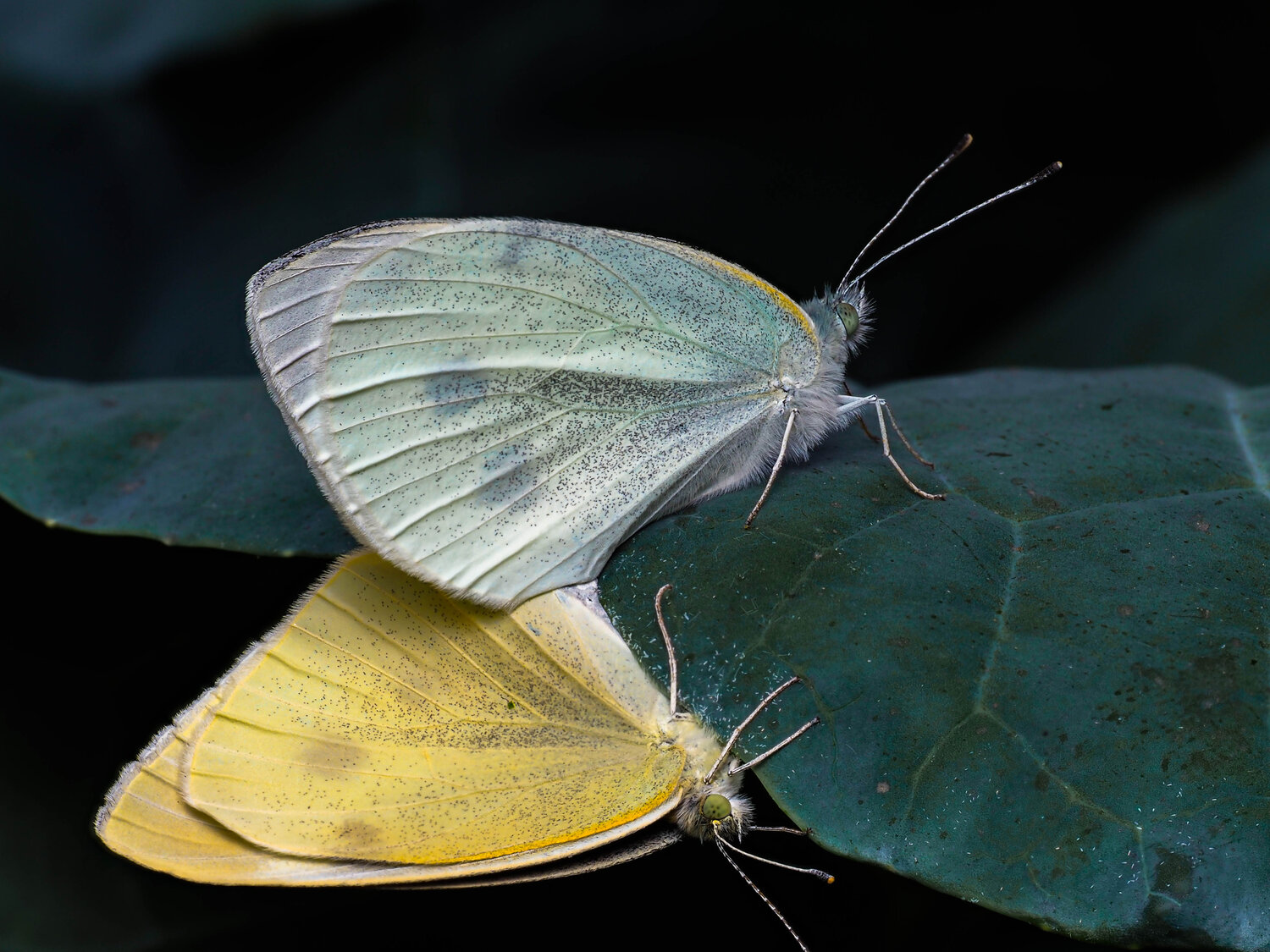 Two butterflies are mating.