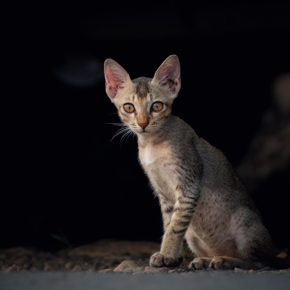 Photograph by Somya Dhariwal