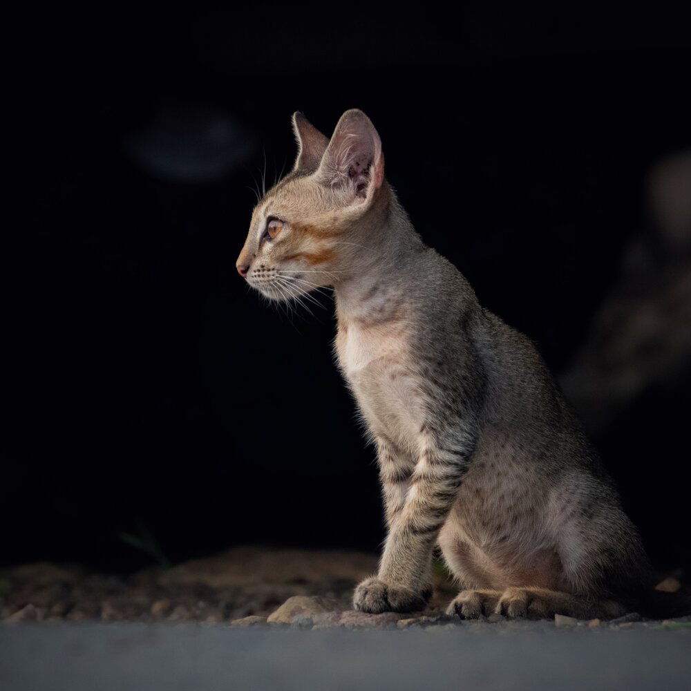 Photograph by Somya Dhariwal
