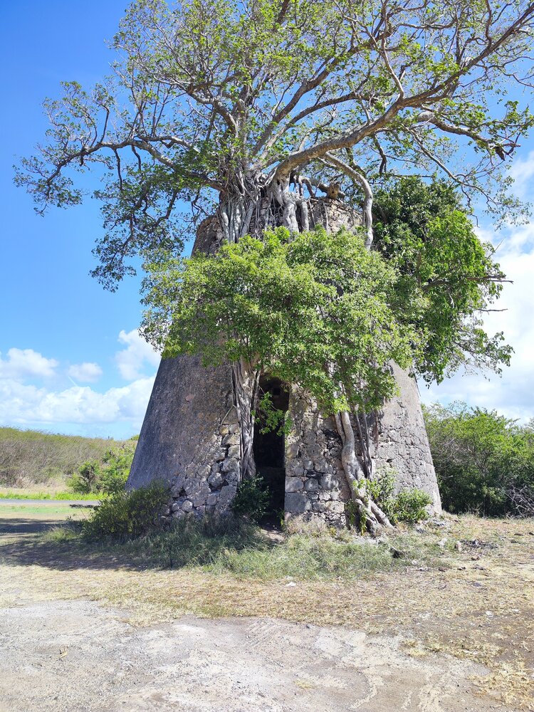 LES PALMES DE L\'OUBLI