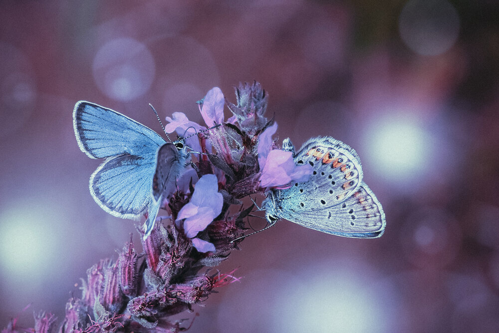Photograph by Алексей Чмыхалов