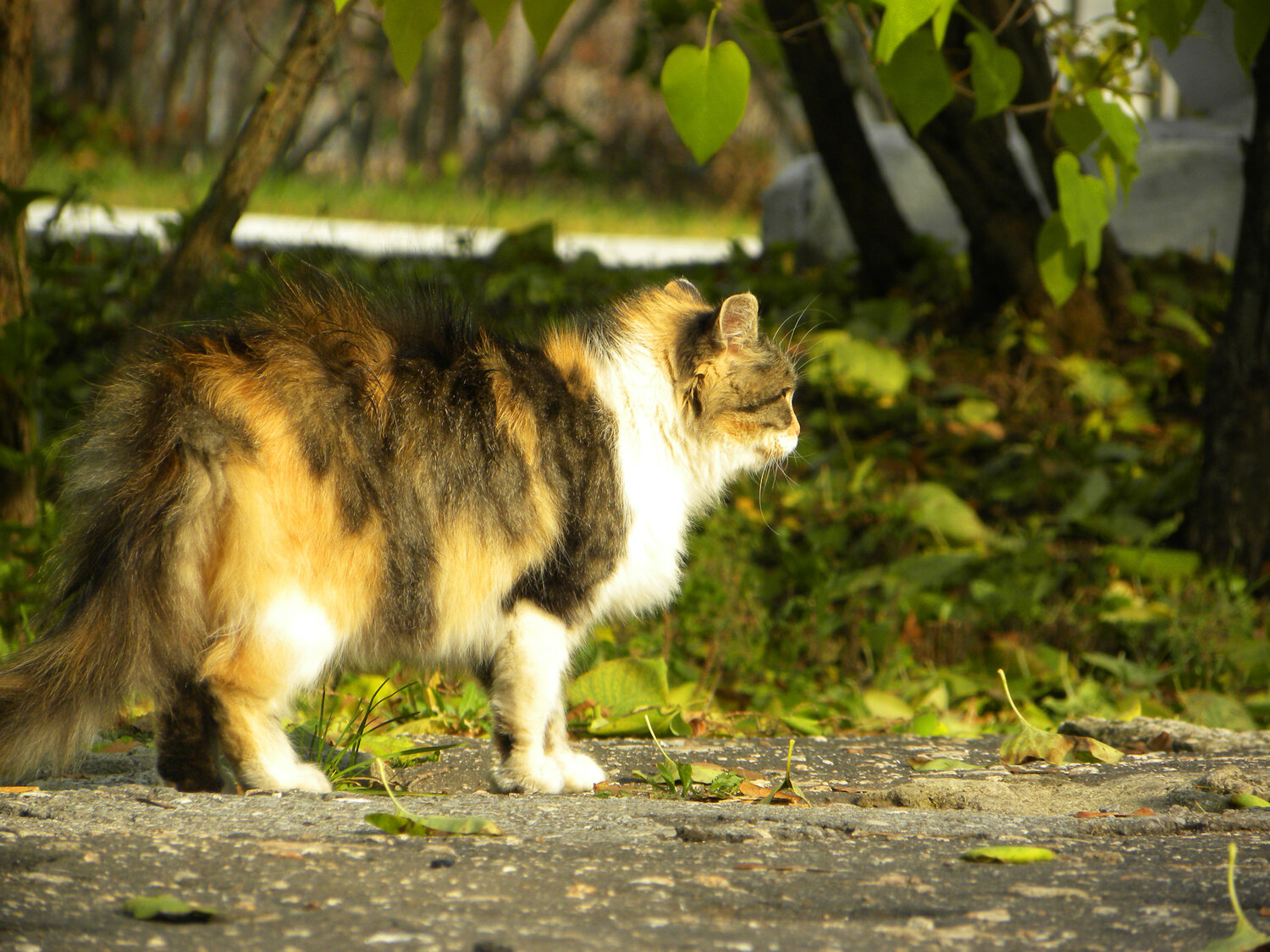 Photo #13989089