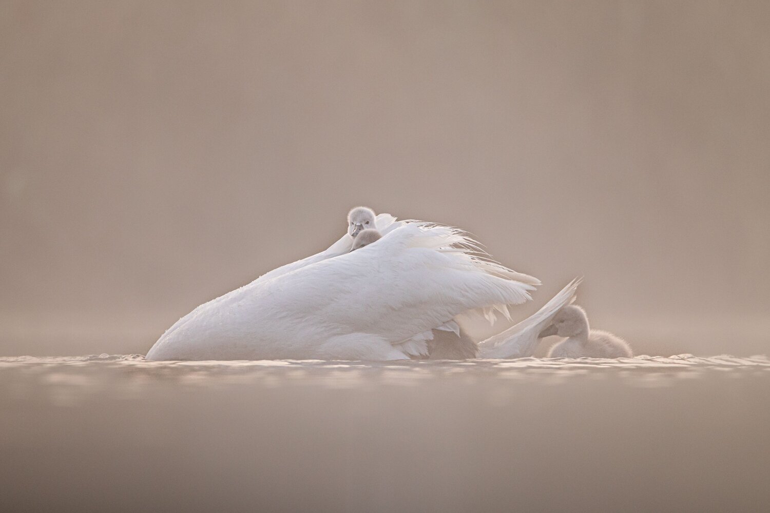 Photo #13989225