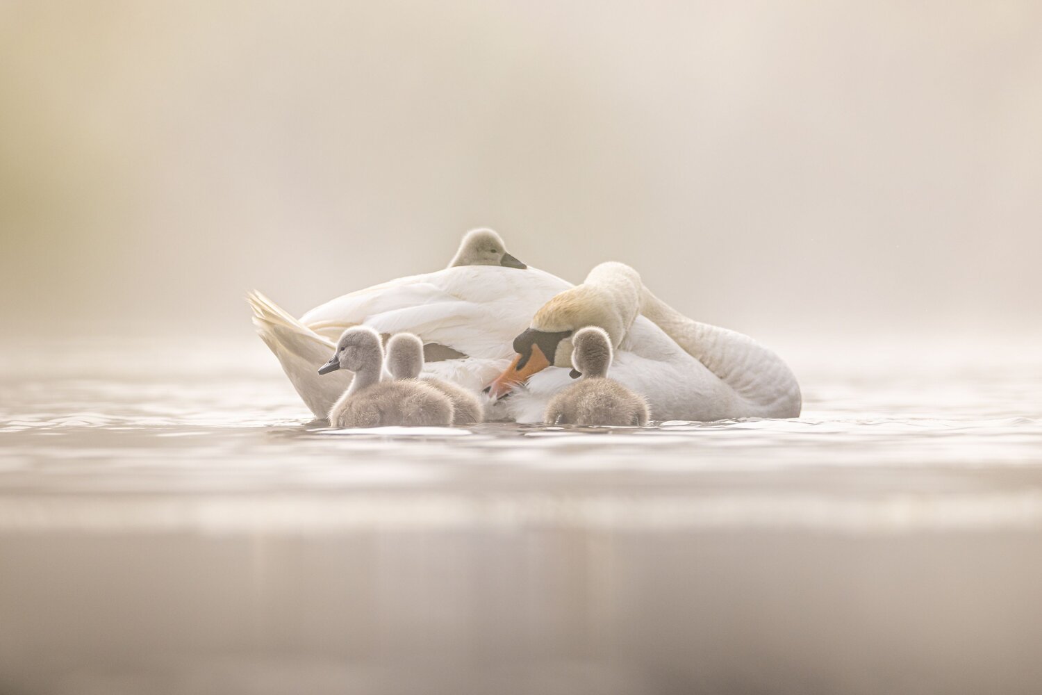 Photo #13989226