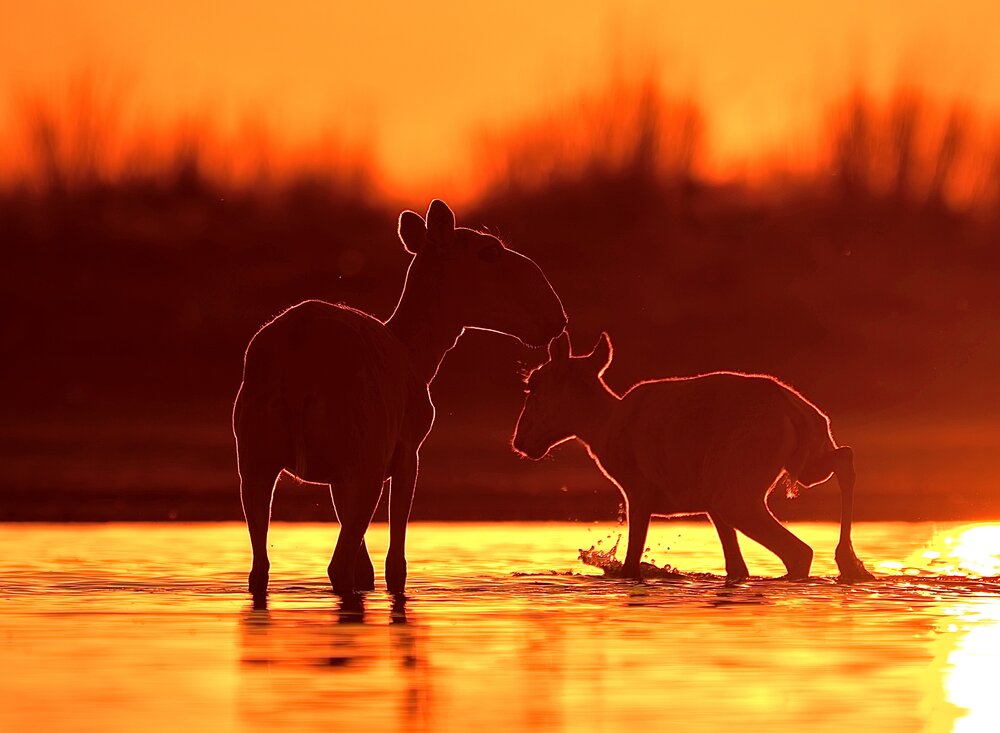 Photograph by Владимир Цветов