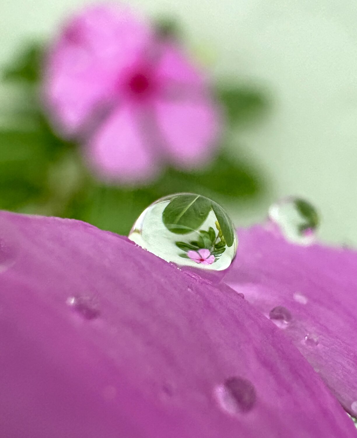 A World Within a Drop