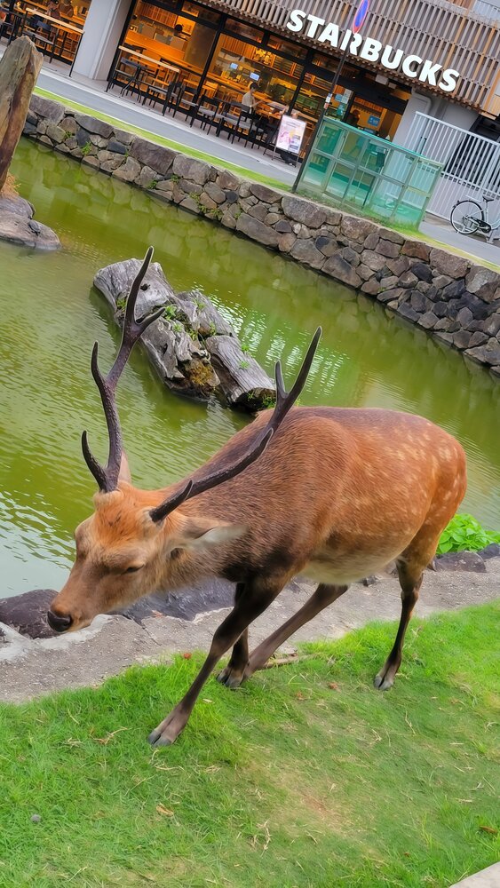 A Deer in the City
