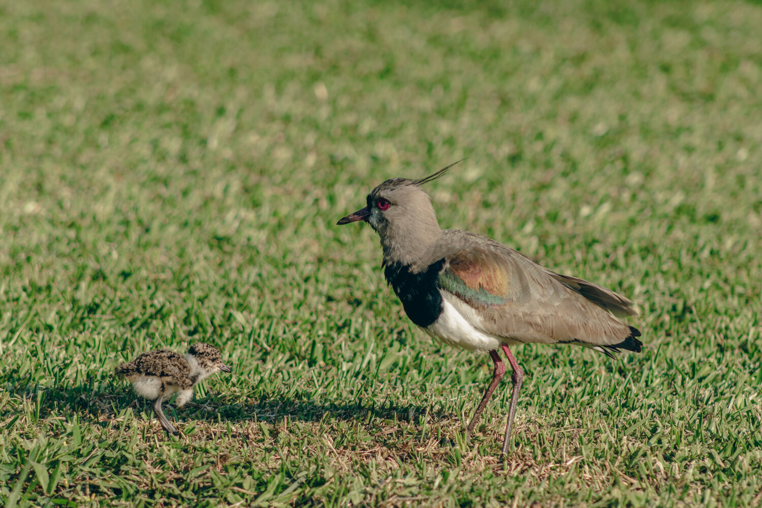 Photo #13989397