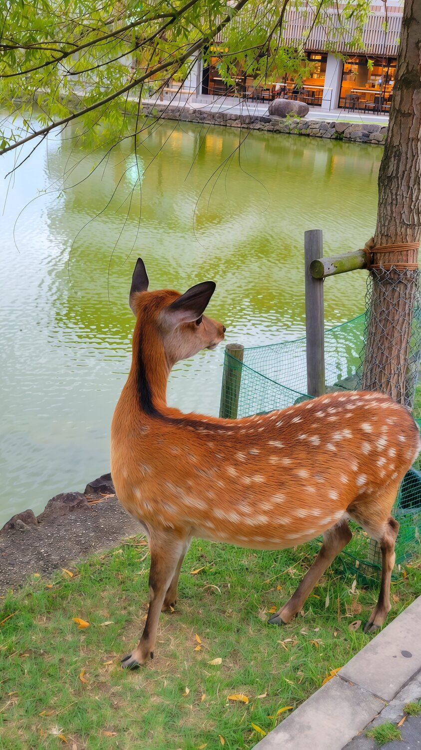 Bambi by the Water