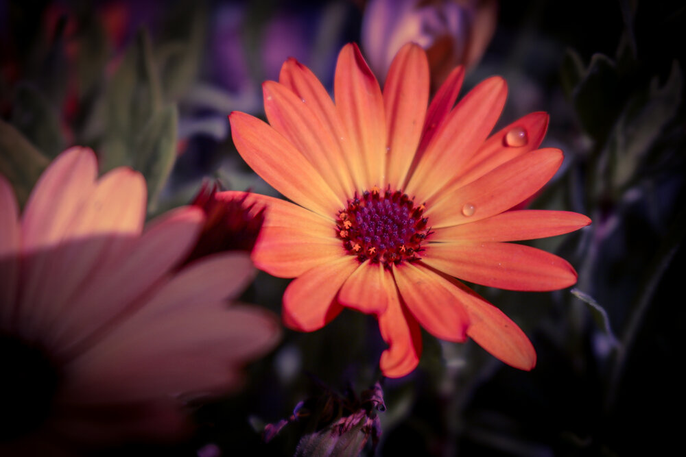 Photograph by Tahani Almarafi