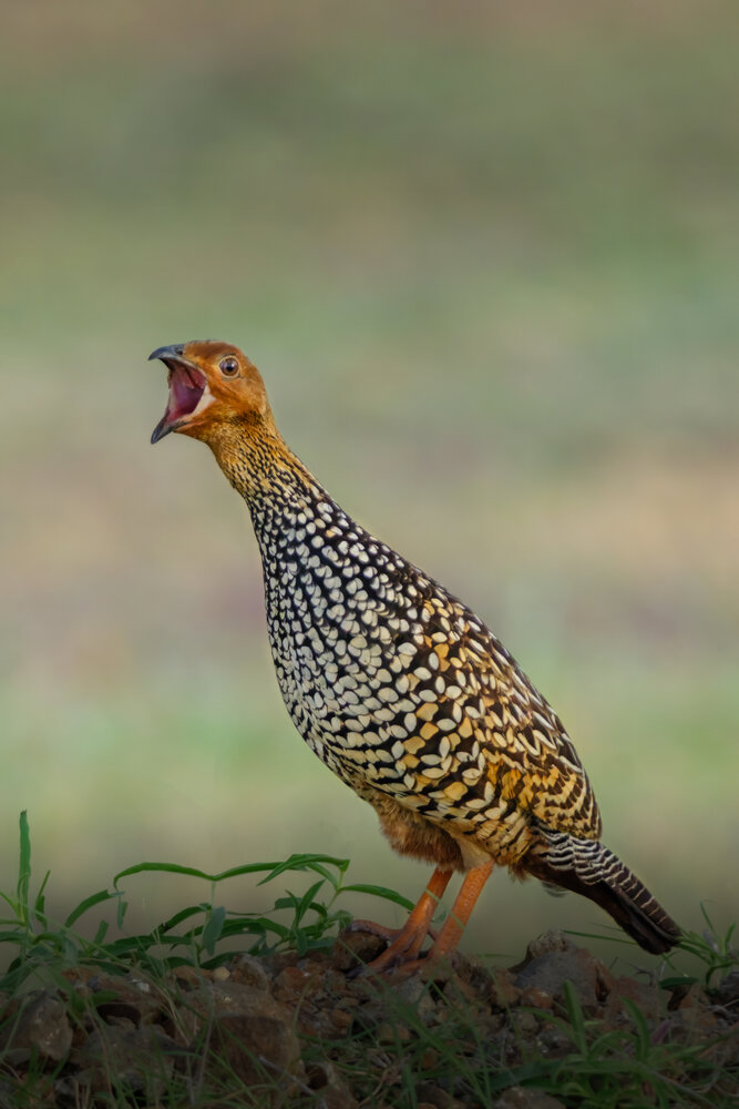 The Call of the Painted Francolin