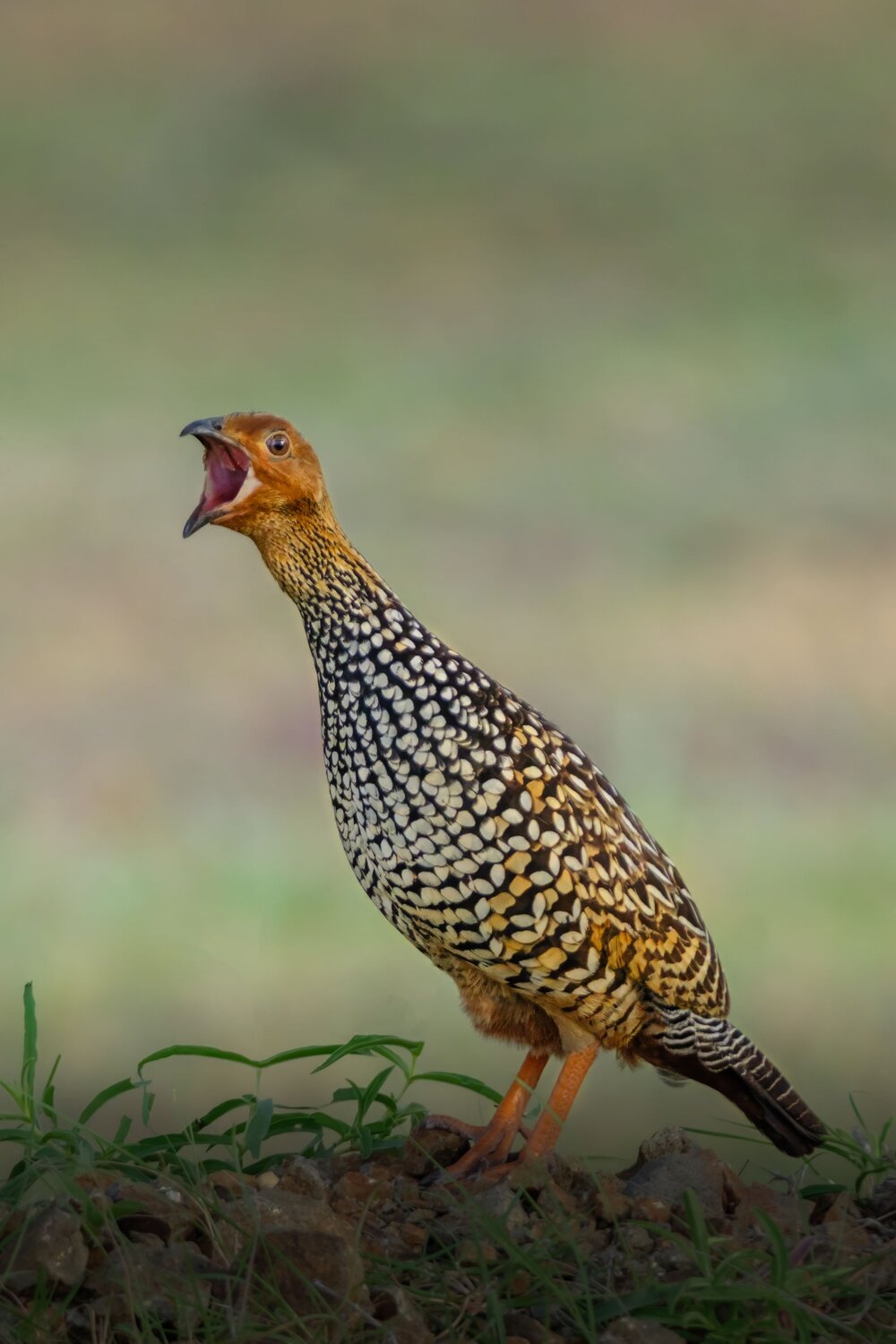 The Call of the Painted Francolin