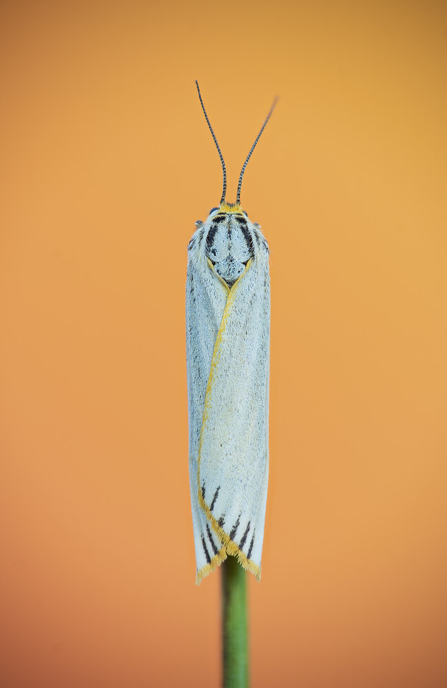 Photograph by Camilla Zocchi