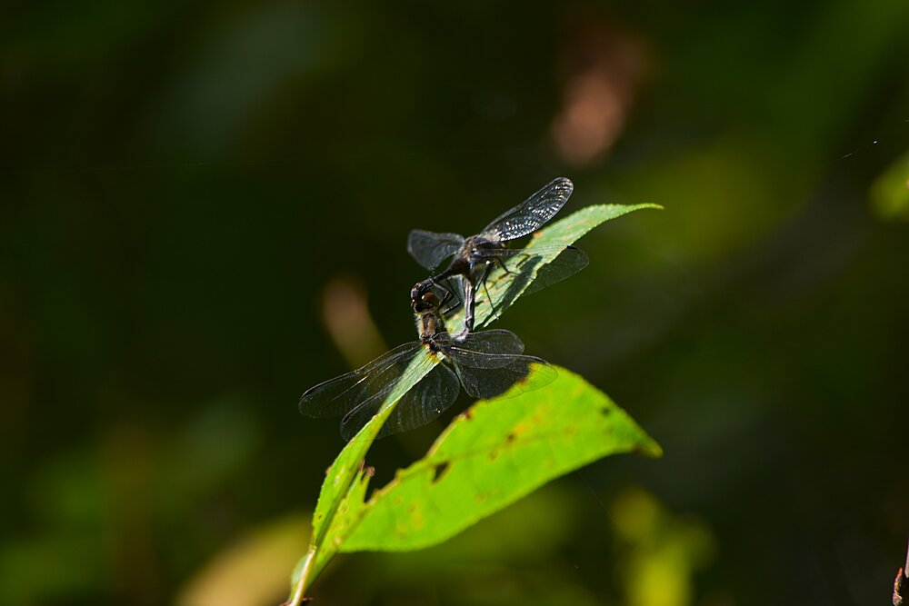 Photograph by Наталья Сорокина