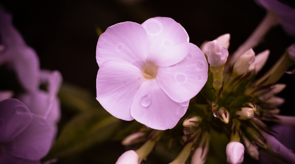 Pinkish Phlox flower