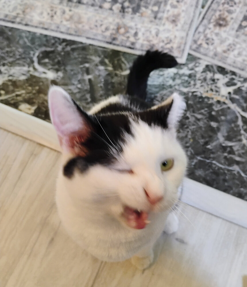The Wink in Motion