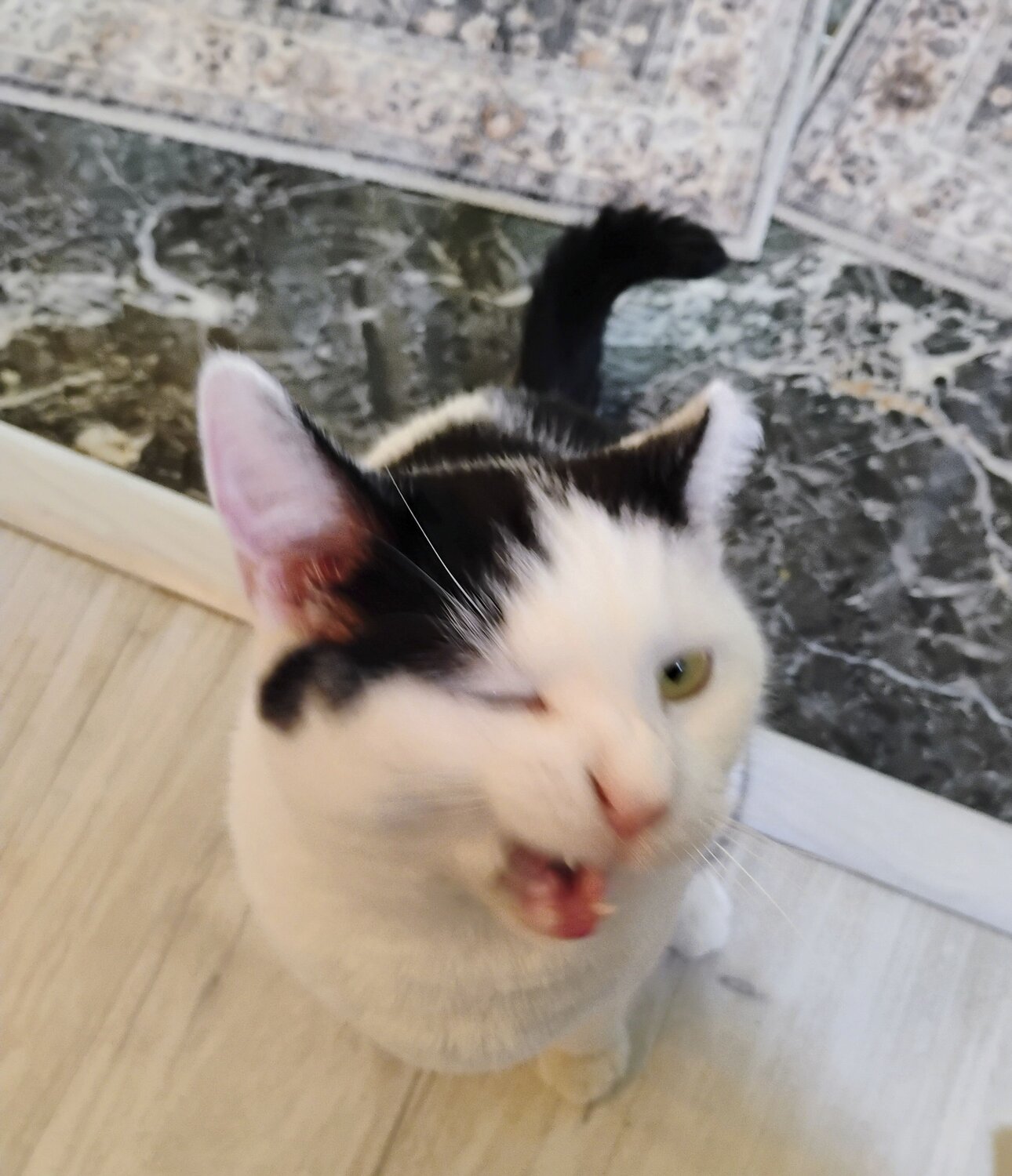 The Wink in Motion