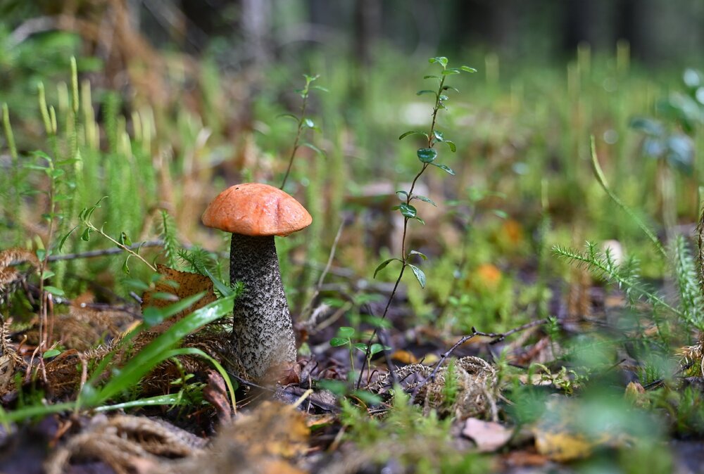 Photograph by Наталья Матюшина