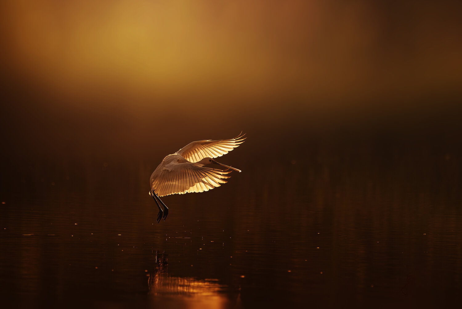 Photo #13989993