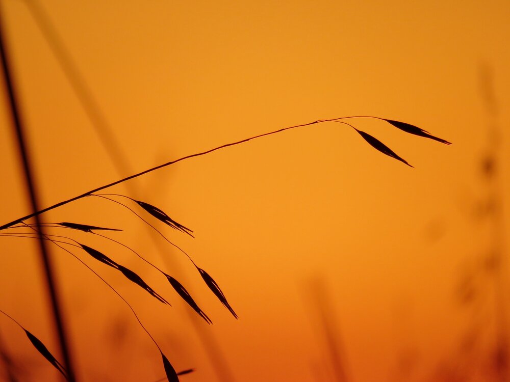 Photograph by Ricardo Rodrigues Gomes Da Silva