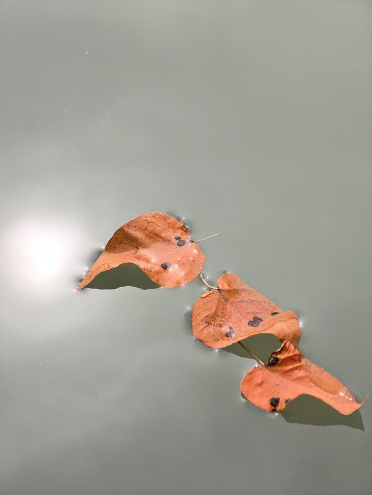 Fall