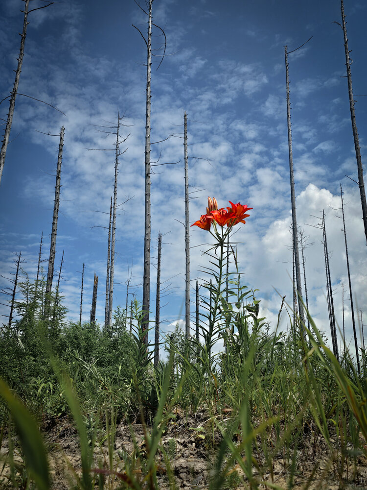 Photograph by Ирина Хлебникова