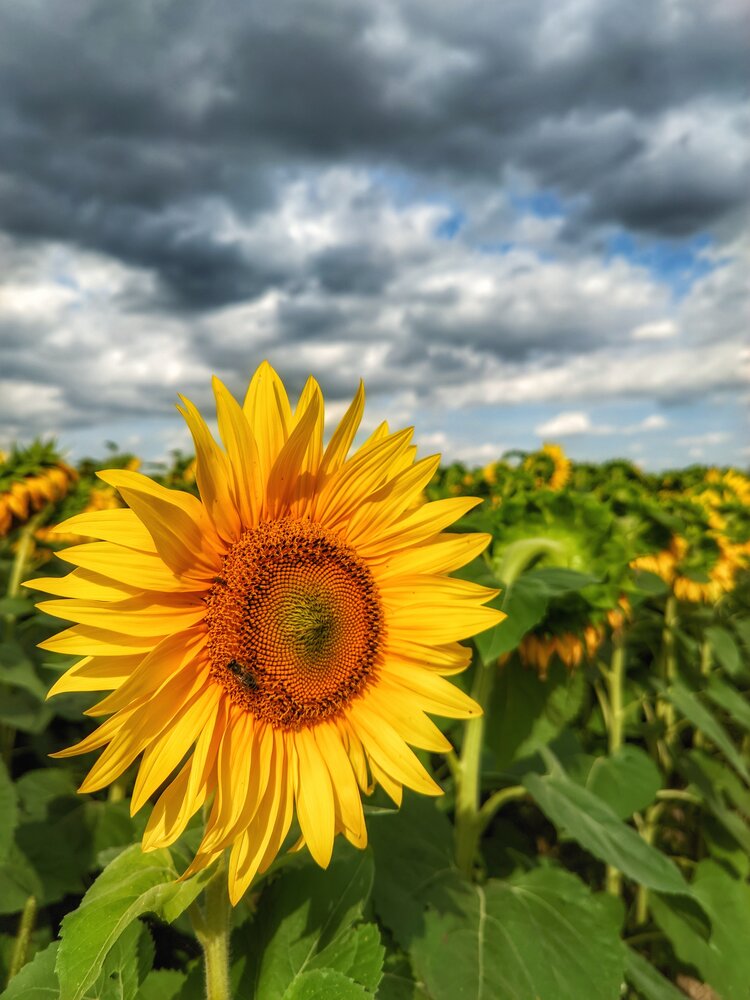 Photograph by Владимир Шаруба