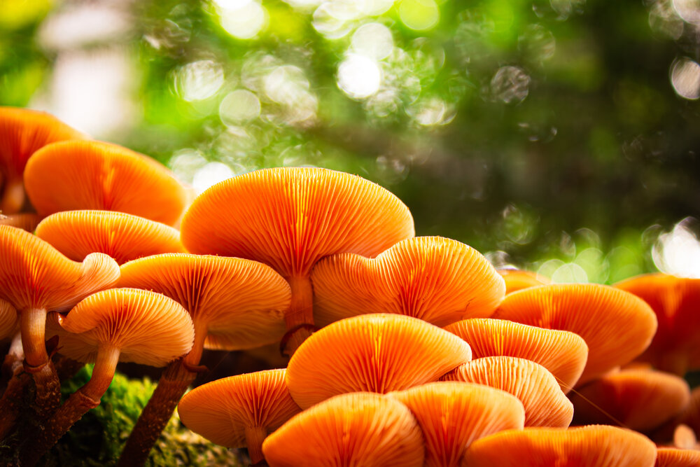 A detailed macro close up photograph showing bright orange wild mushrooms growing in clusters on tree bark with glowing gills and green forest bokeh