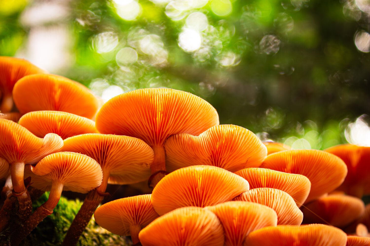 A detailed macro close up photograph showing bright orange wild mushrooms growing in clusters on tree bark with glowing gills and green forest bokeh